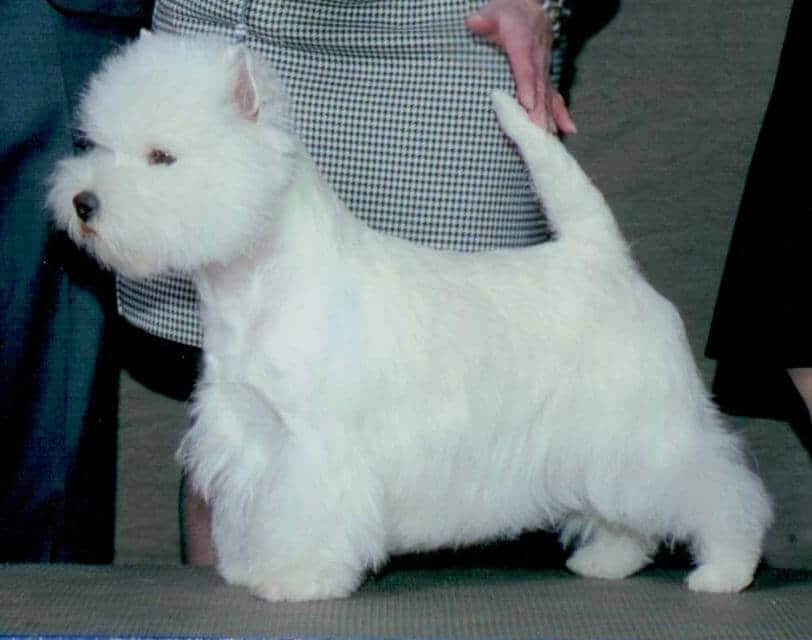 West Highland White Terrier stacked at a dog show.