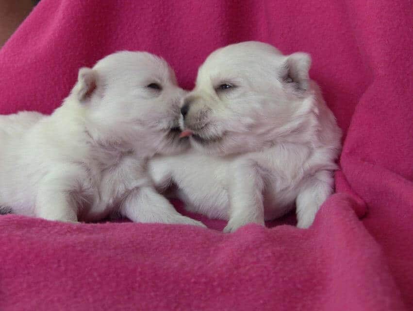 West Highland White Terrier puppies playing on a pink blanket.
