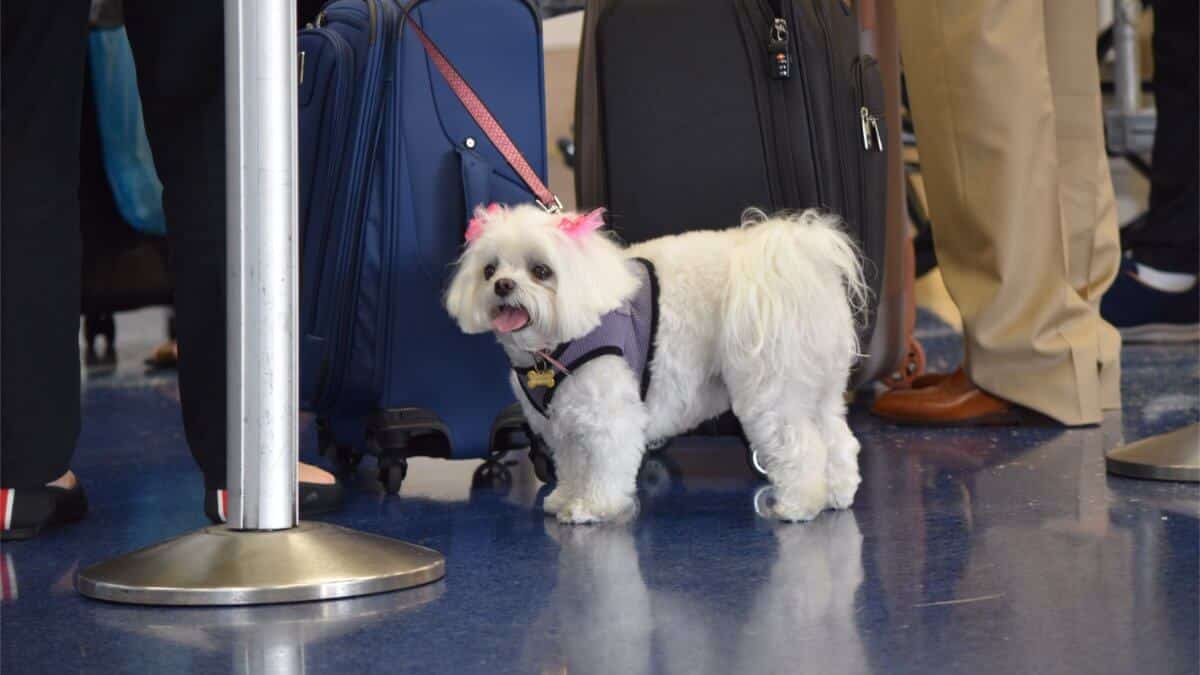 The New CDC Dog Importation Regulations