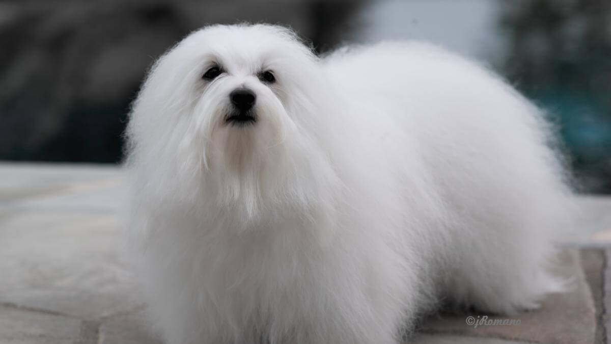 Coton De Tulear