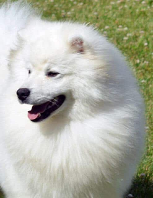 American Eskimo Dog