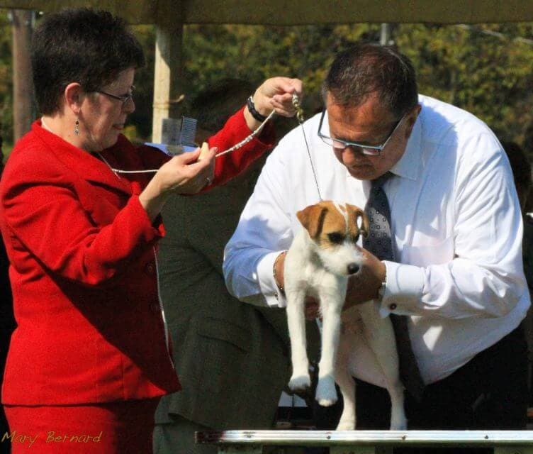 Judging the Parson Russell Terrier - Fig. 1: Lifting Legs off of the Table