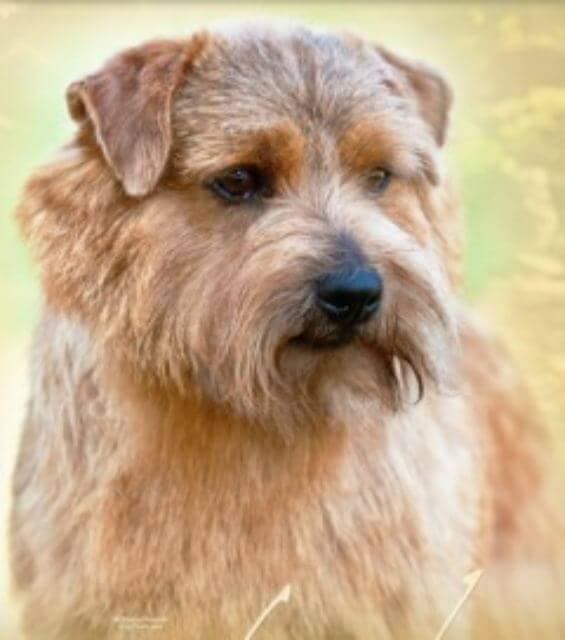Norfolk Terrier