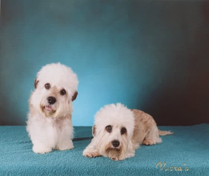 Dandie Dinmont