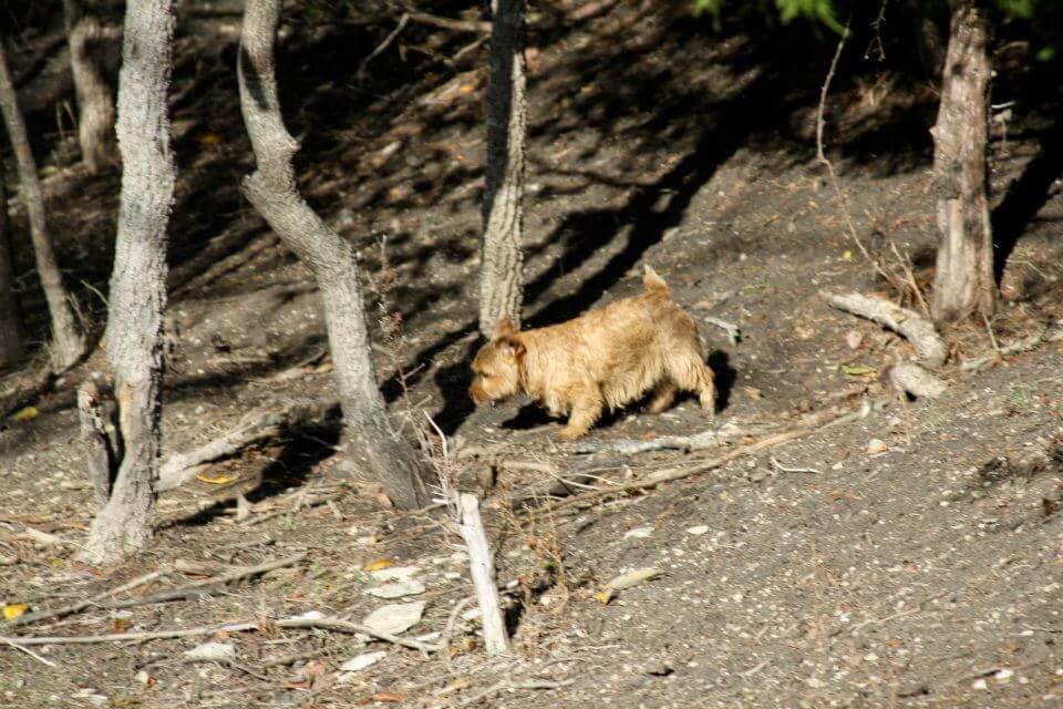 Norfolk Terrier