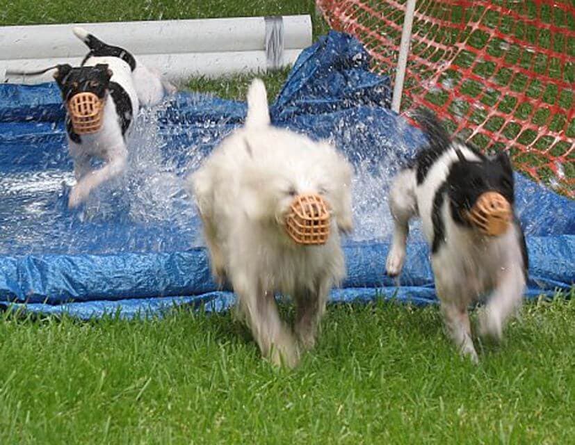 Dogs running outside and playing in the water.