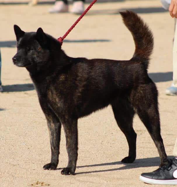 Shiba Inu