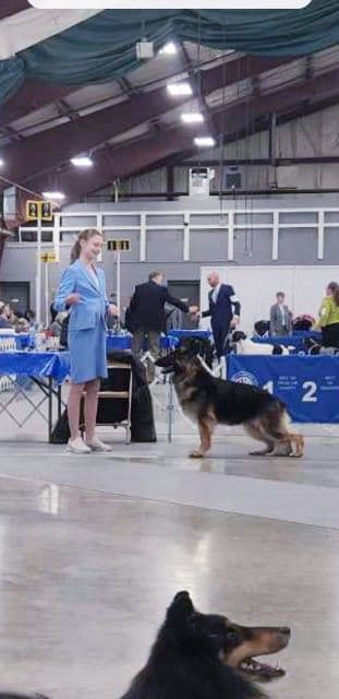 German Shepherd