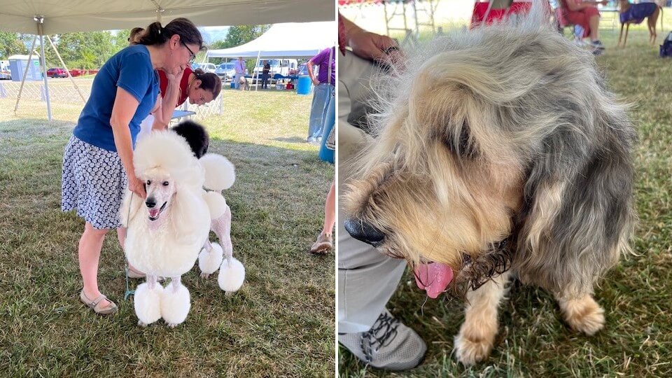Hunterdon Hills Kennel Club 2024 Dog Show | Ringoes, NJ