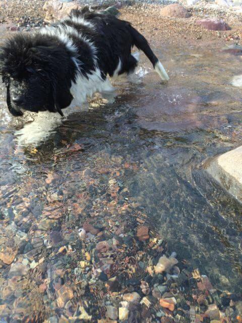 Newfoundland