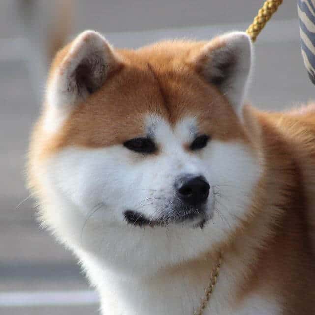 Shiba Inu