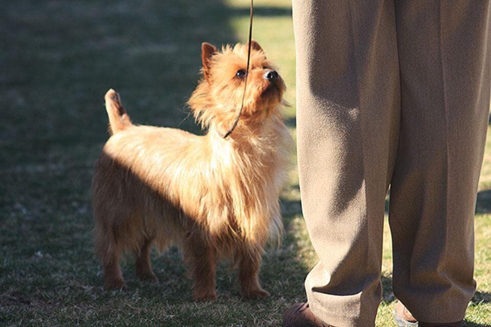 Australian Terrier