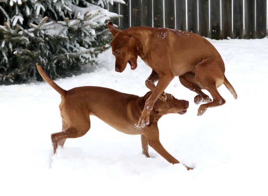 Vizsla