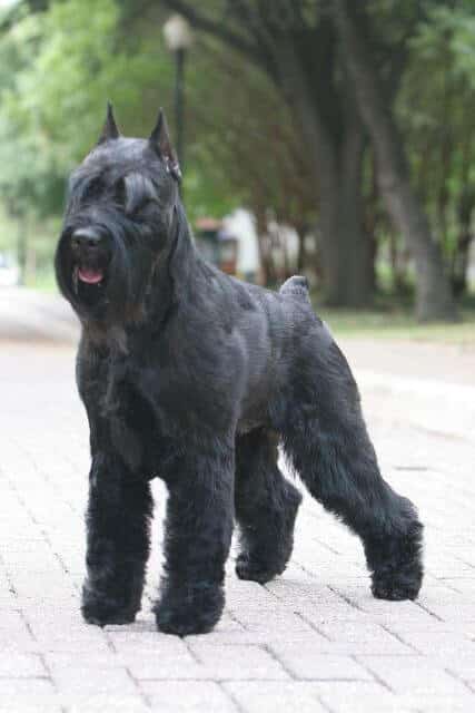 Black Schnauzer