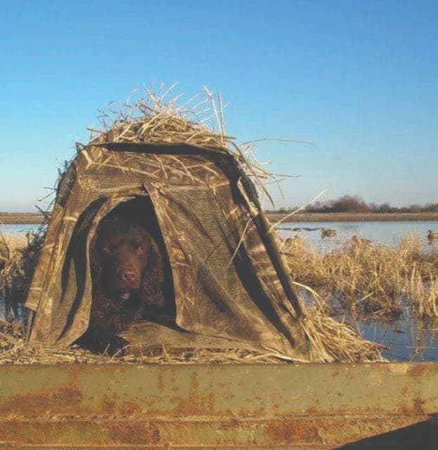 American Water Spaniel