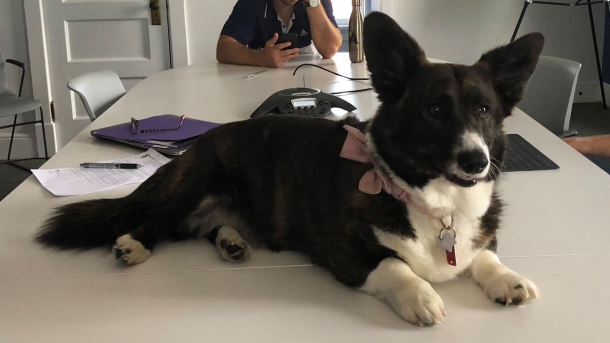 Cardigan Welsh Corgi lying on top of the table at an office.