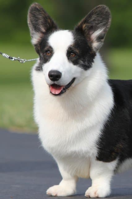 Close-up front photo of a Cardigan Welsh Corgi dog.
