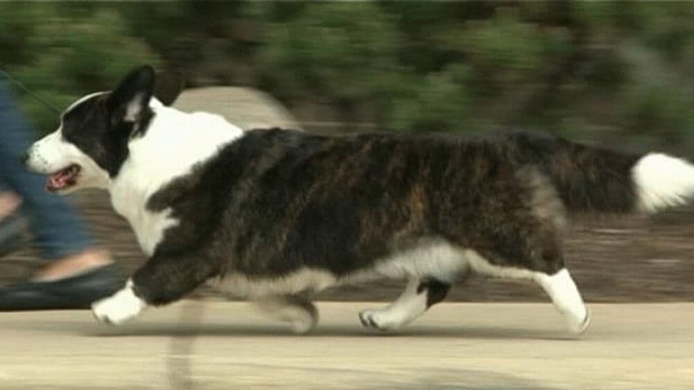 Side photo of a Cardigan Welsh Corgi on a leash.