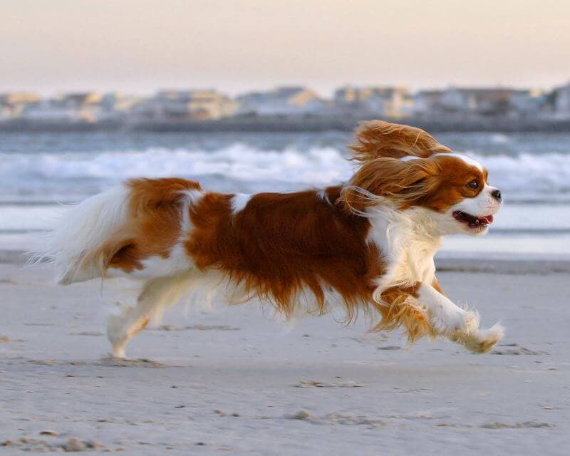 Cavalier