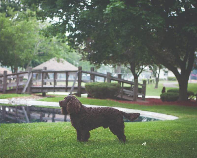 American Water Spaniel