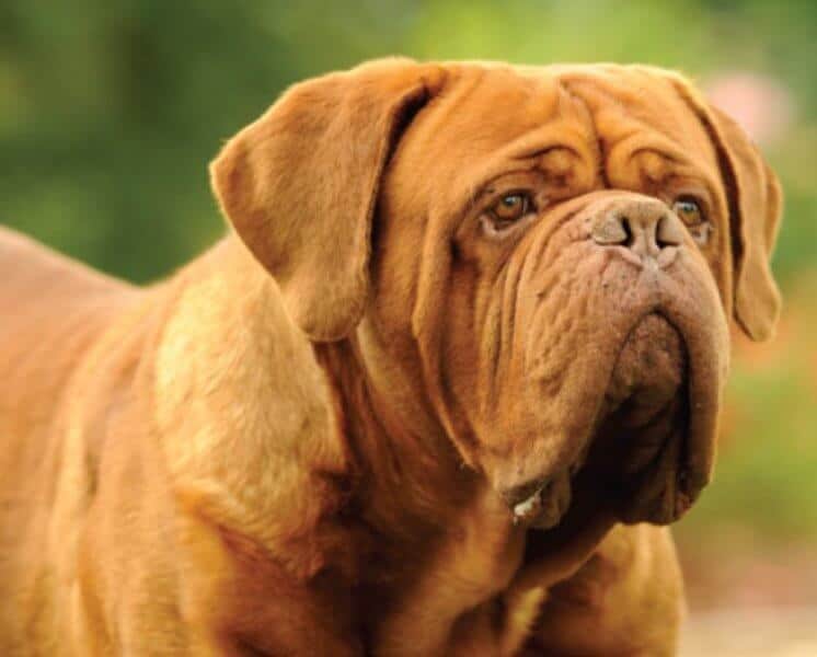 Close-up head photo of a Dogue De Bordeaux.
