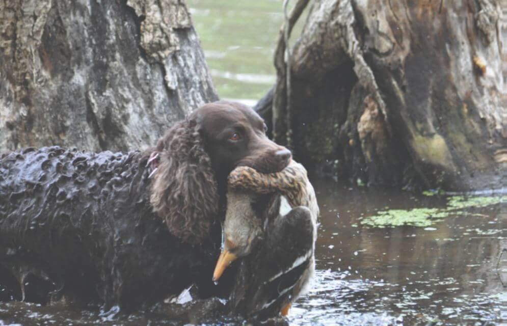 American Water Spaniel