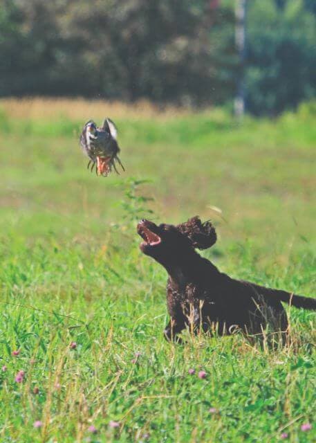 American Water Spaniel