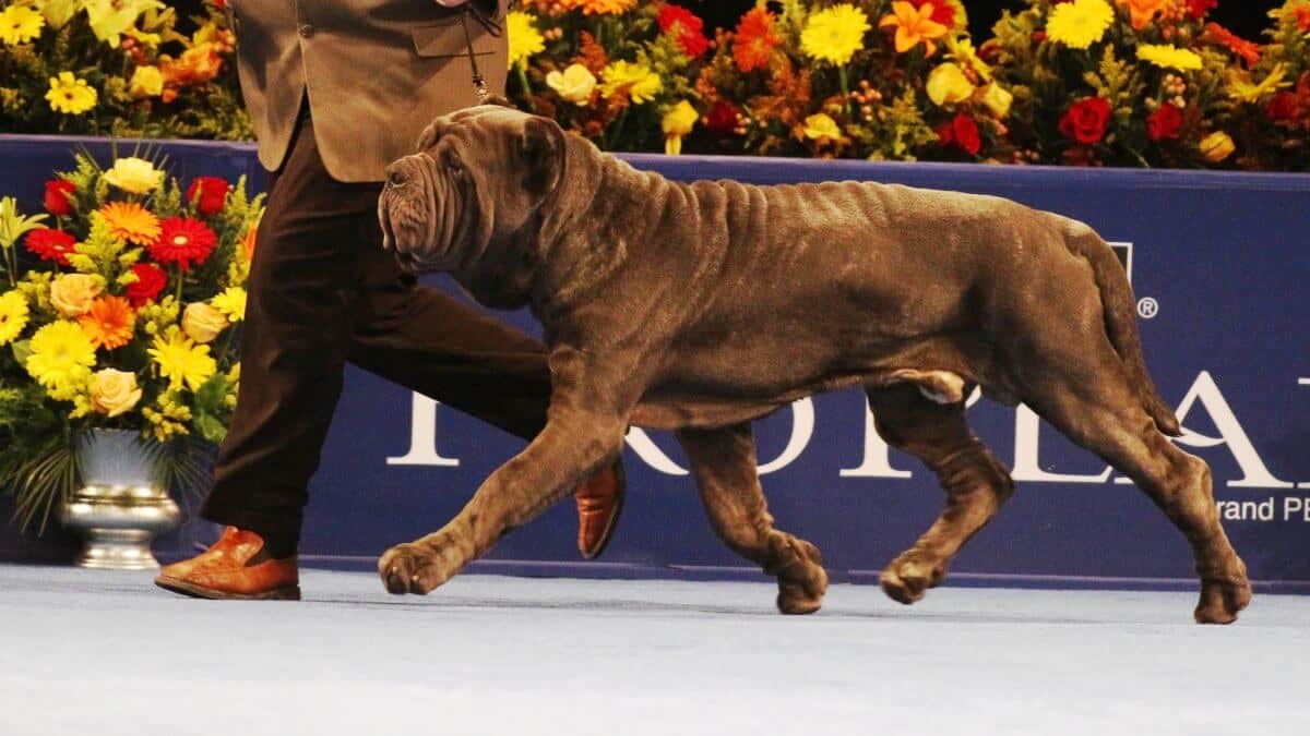 Neapolitan Mastiff: The strides are long and elastic, at the same time, powerful, characterized by a long push from the hindquarters and extension of the forelegs. Rolling motion and swaying of the body at all gaits is characteristic.