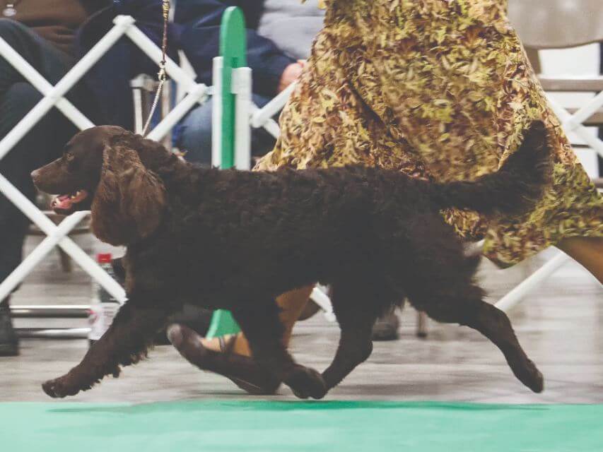 American Water Spaniel