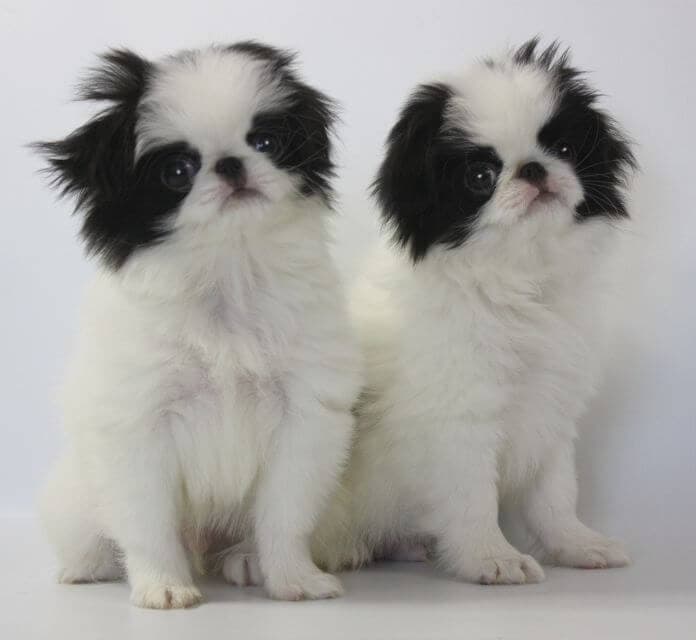 Two Japanese Chin puppies sitting in front of white background.