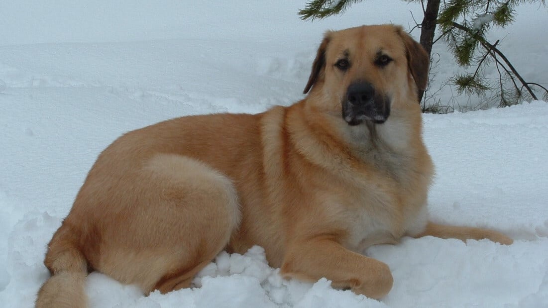 Chinook lying in the snow.