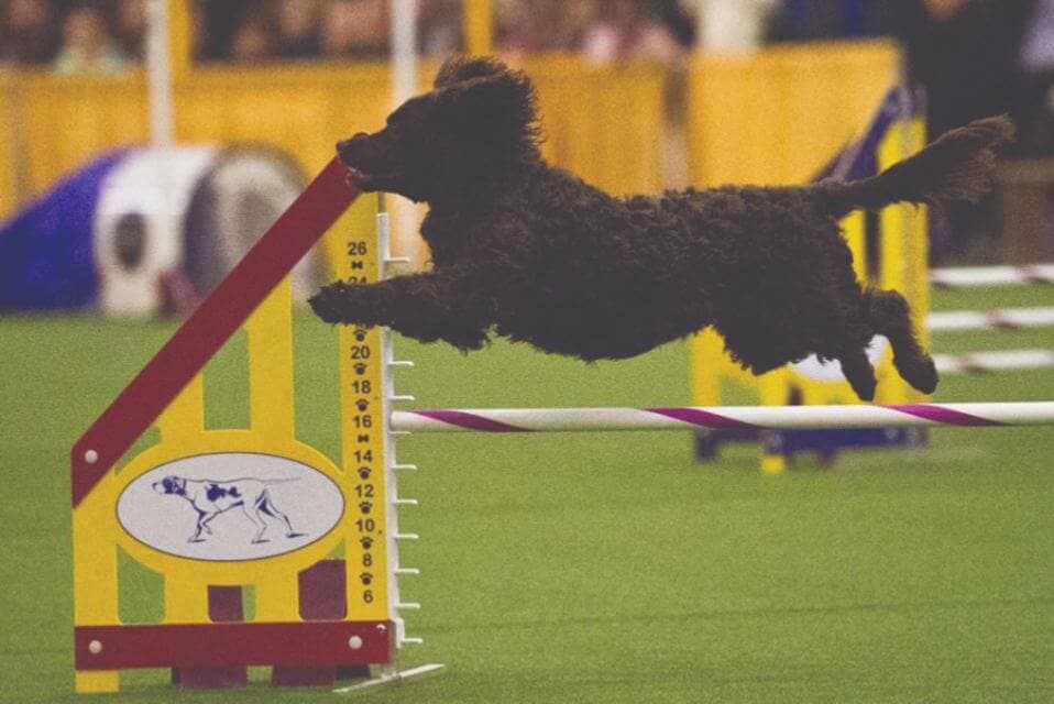 American Water Spaniel