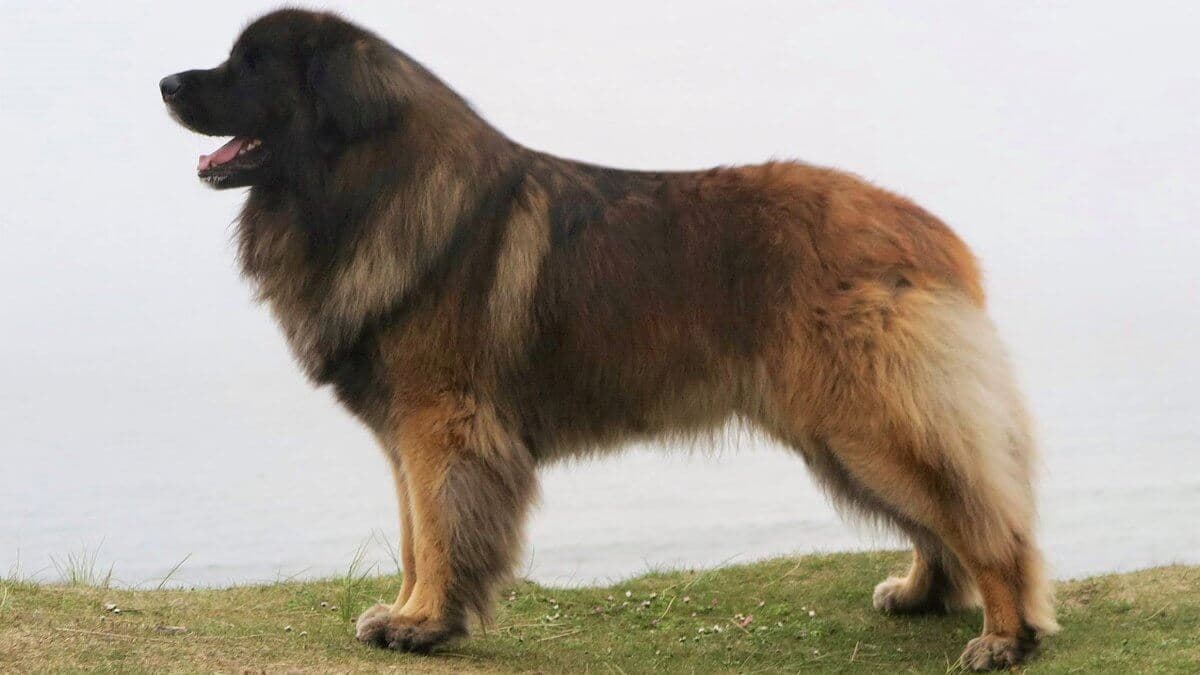 Side photo of a Leonberger dog standing on a beach.