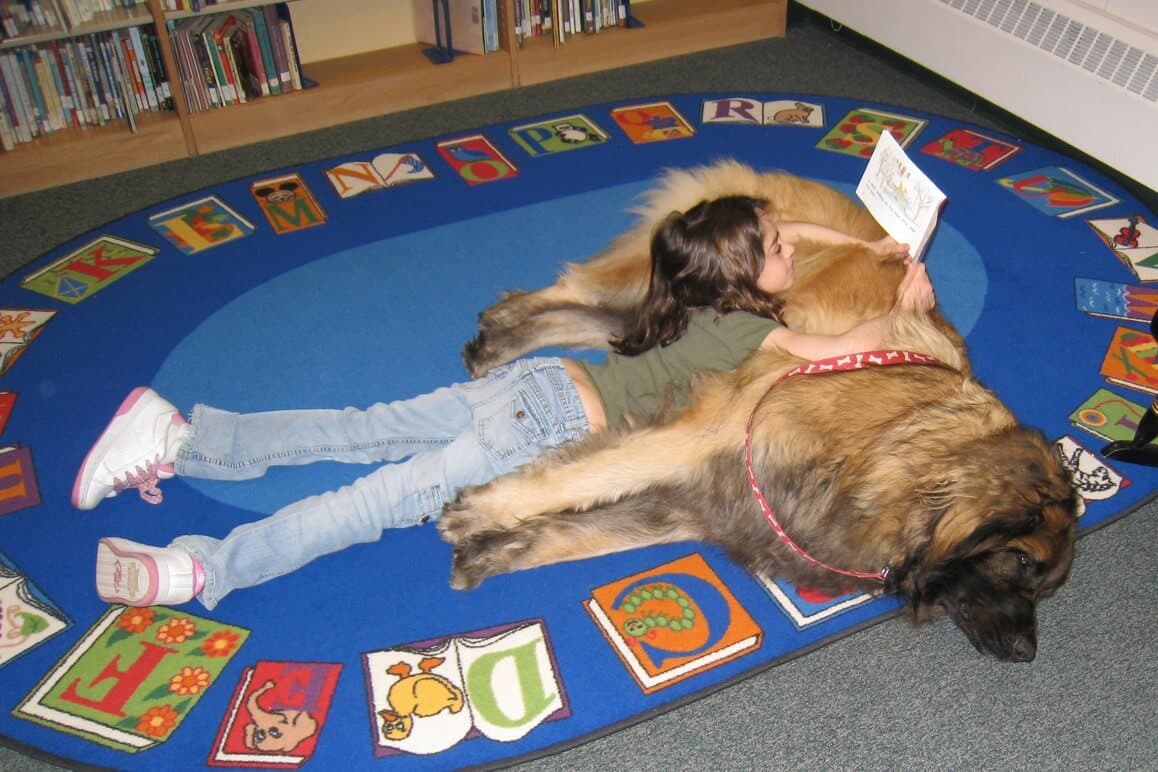 A Leonberger doing one of things they do best—help children learn to read in the READ caninetherapy program.