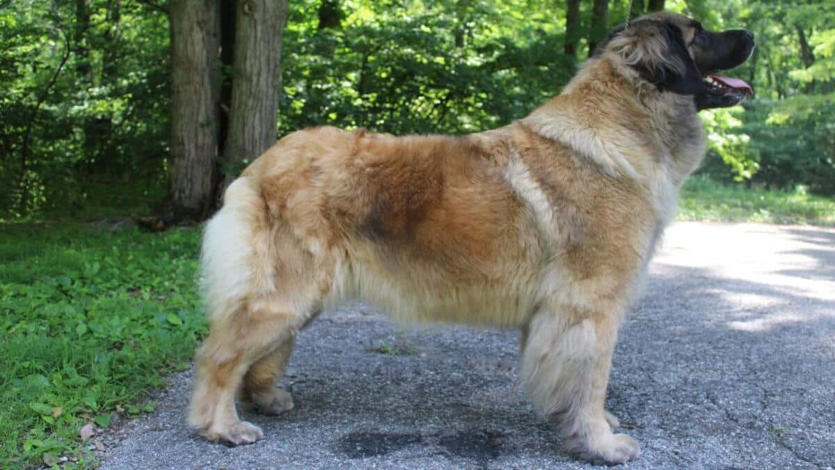 Side photo of a Leonberger.