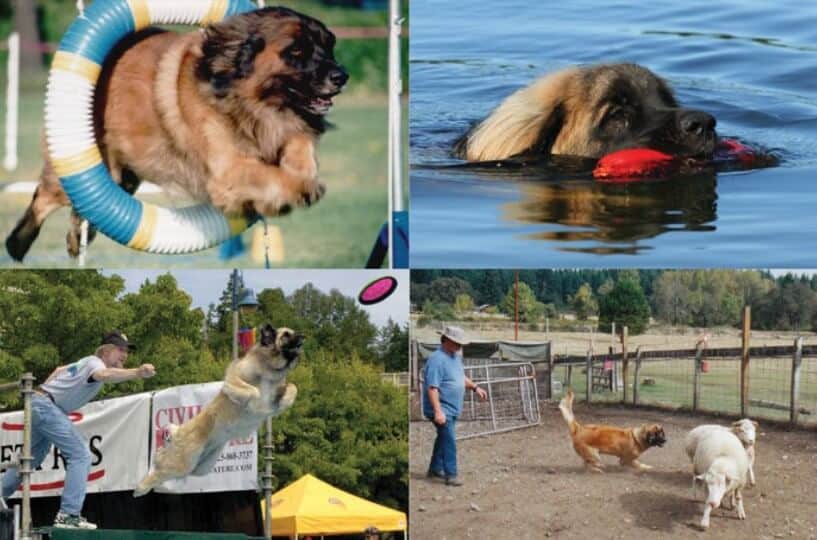 A few Leonberger elites showing their stuff in agility, water work, dock jumping and herding.
