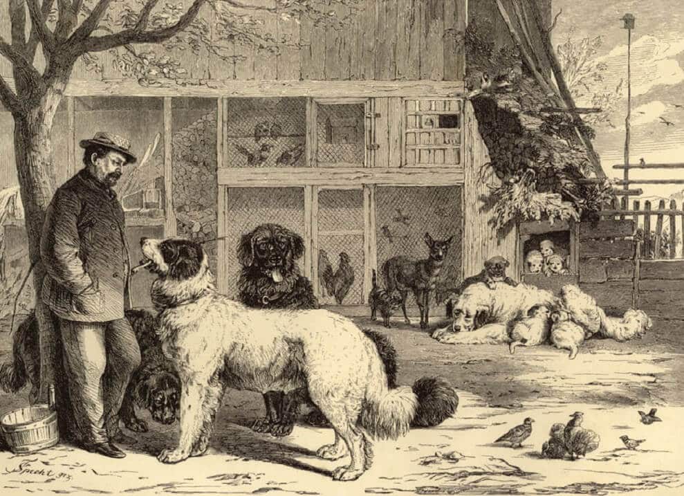 Nineteenth-century illustration of Heinrich Essig in his kennel with his early Leonbergers by T. Specht.