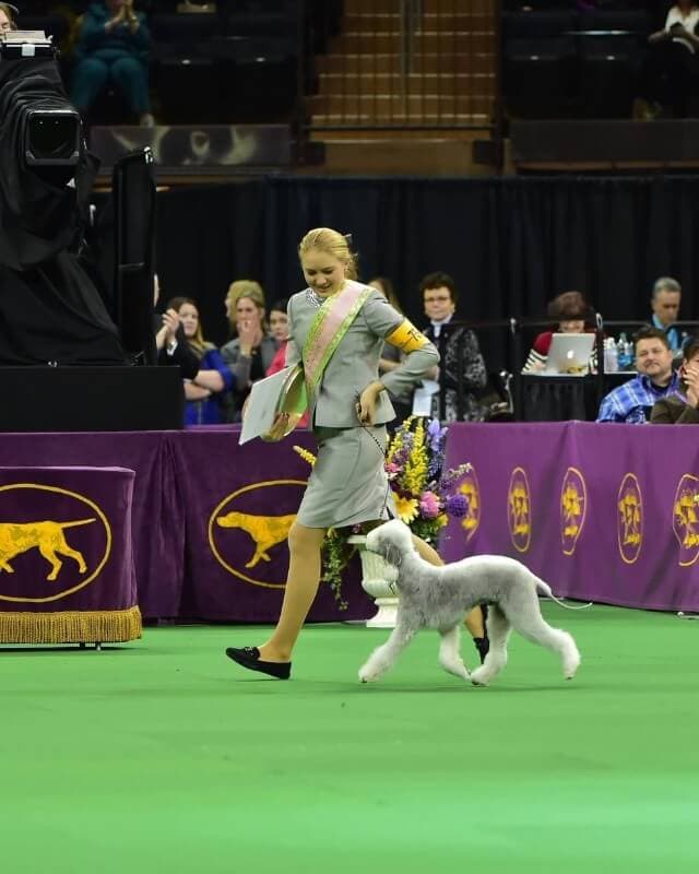 Lydia Frey with a Bedlington Terrier in a dog show ring