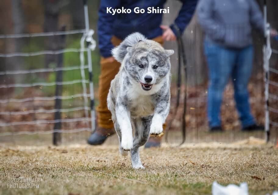Japanese Akitainu