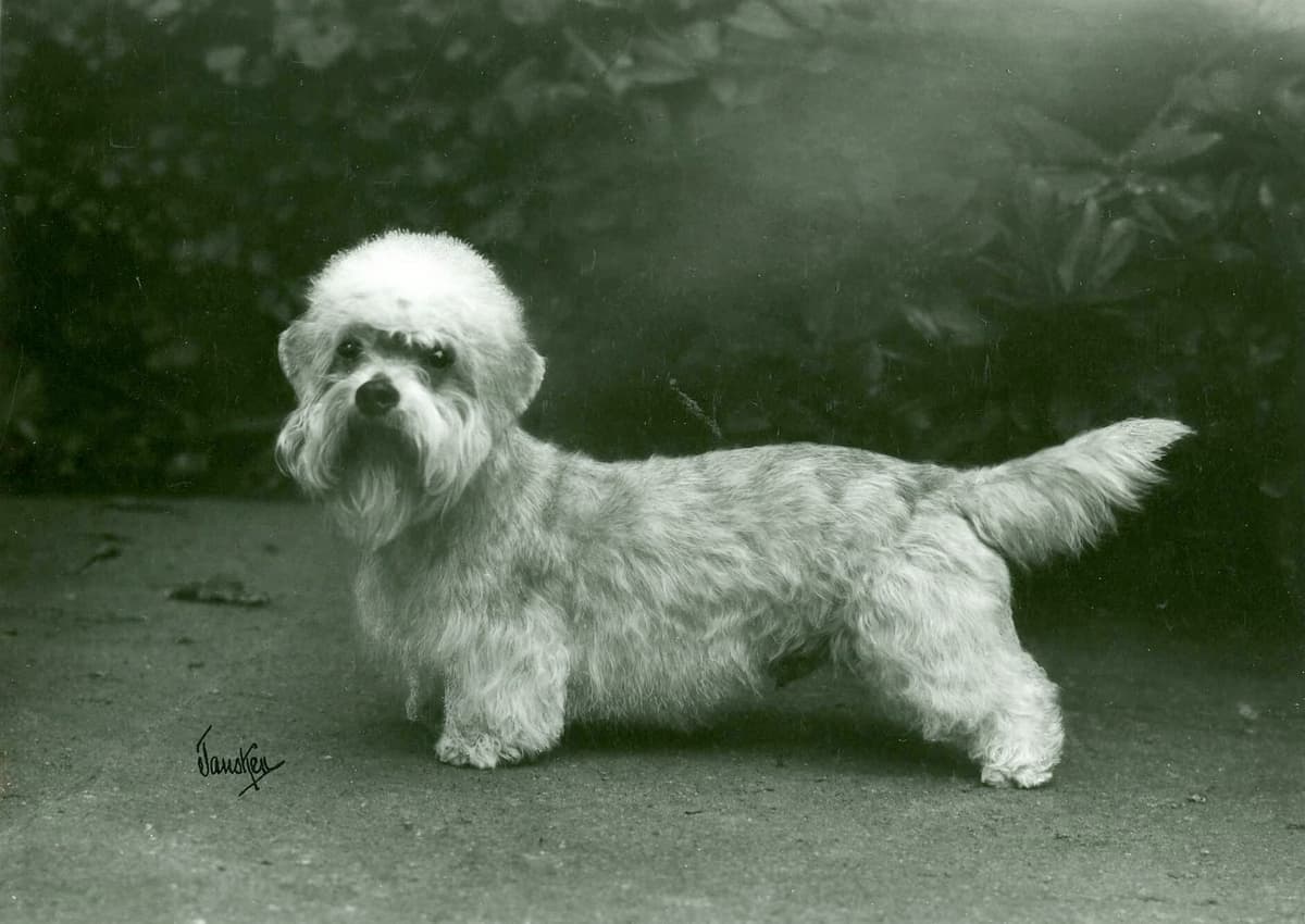 Ch. Brigadoon Telstar (1968) - Twice national specialty winner, a great sire, a dog who could compete today, 45 years later.