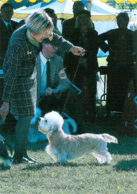 Ch. King’s Mtn. Mouse Trap - BOS Montgomery 2004, dam of the top winning Dandie bitch of all time, Ch. King’s Mtn. Minnie Mouse