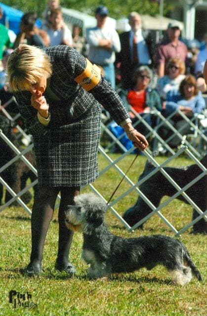 Ch. King’s Mtn. Stuart Little, a Harry son out of Mouse Trap, at six months of age WD & BOW at the 2006 National, and Best in Sweepstakes. Shown with good length of body and naturally curvy
