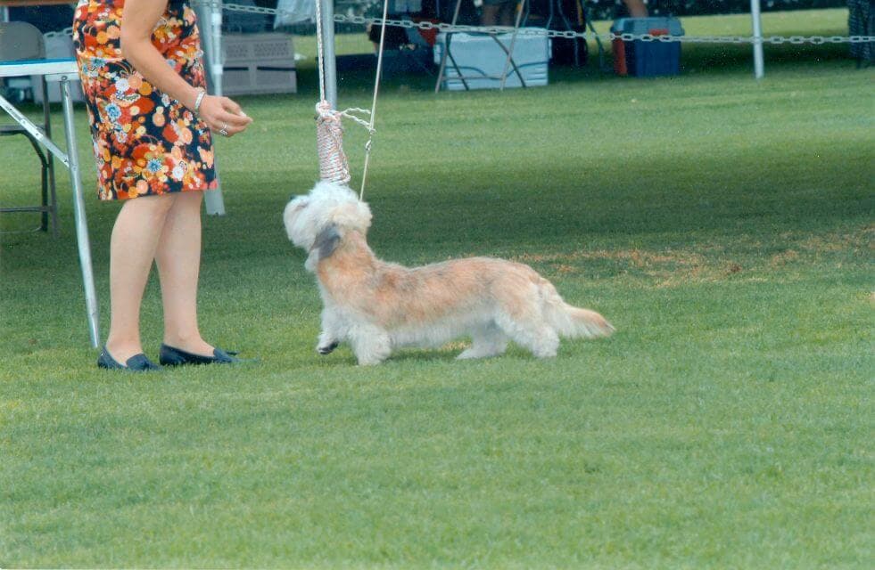 Ch. King’s Mtn. Elsbeth Elfwish, at six months of age, free handled showing great length of body and naturally curvy outline.