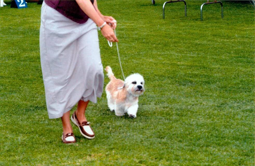 Ch. King’s Mtn. Elsbeth Elfwish at six months of age coming at you, showing the natural incline of the forelegs