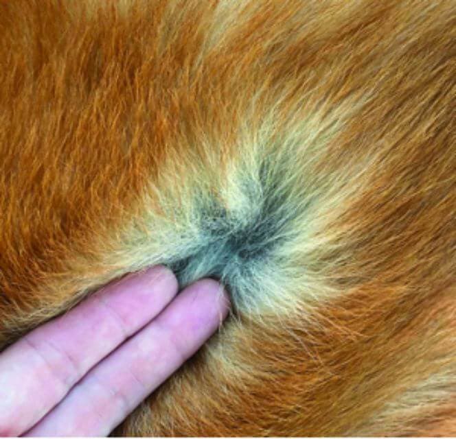 Japanese Akitainu