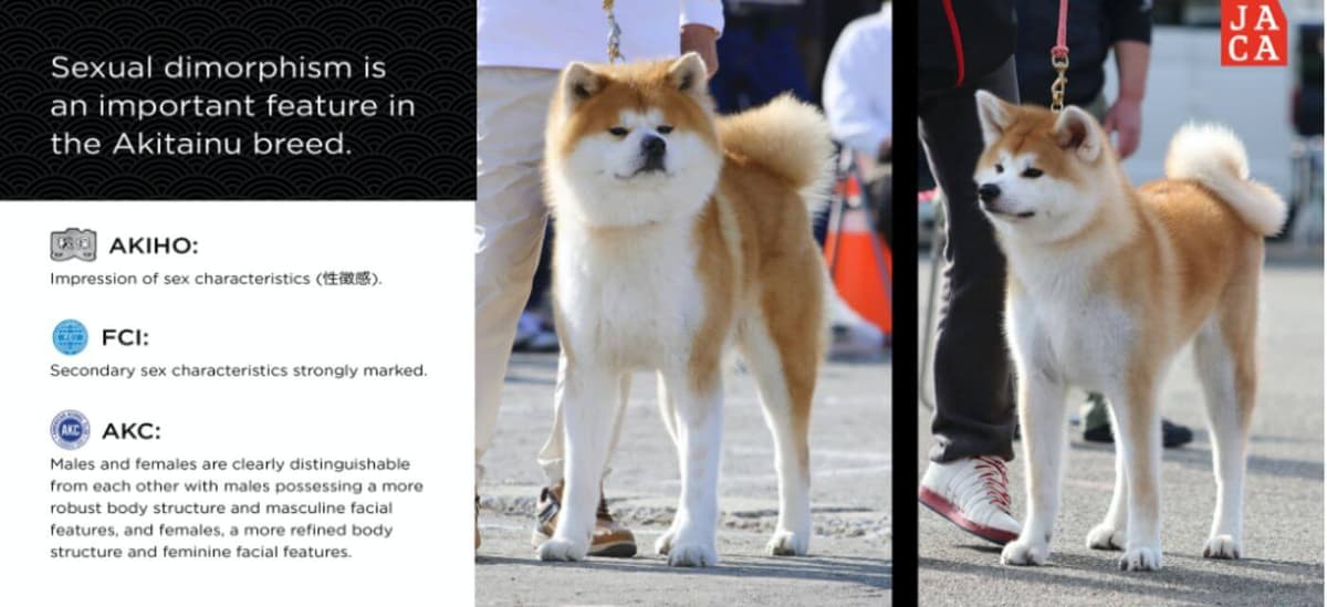 Japanese Akitainu
