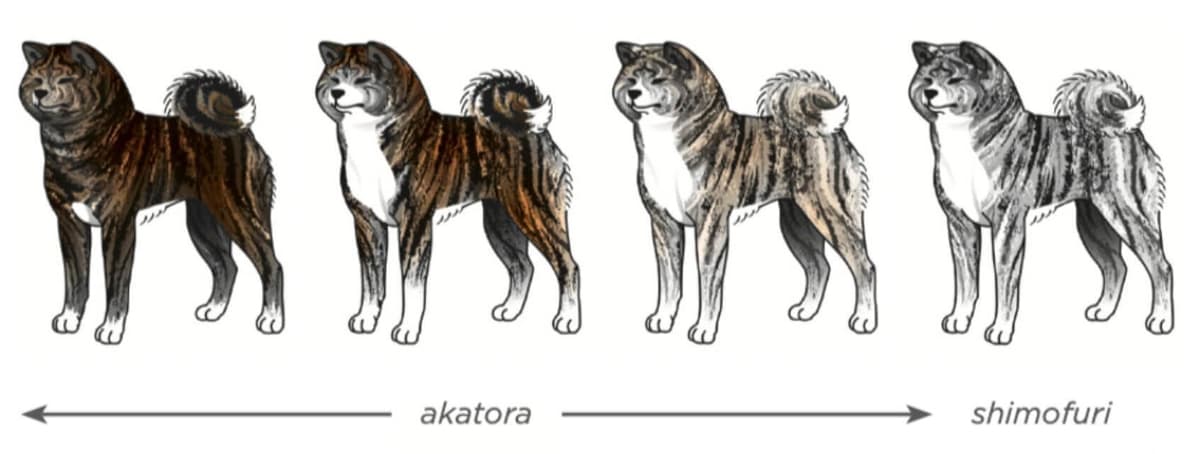 Japanese Akitainu