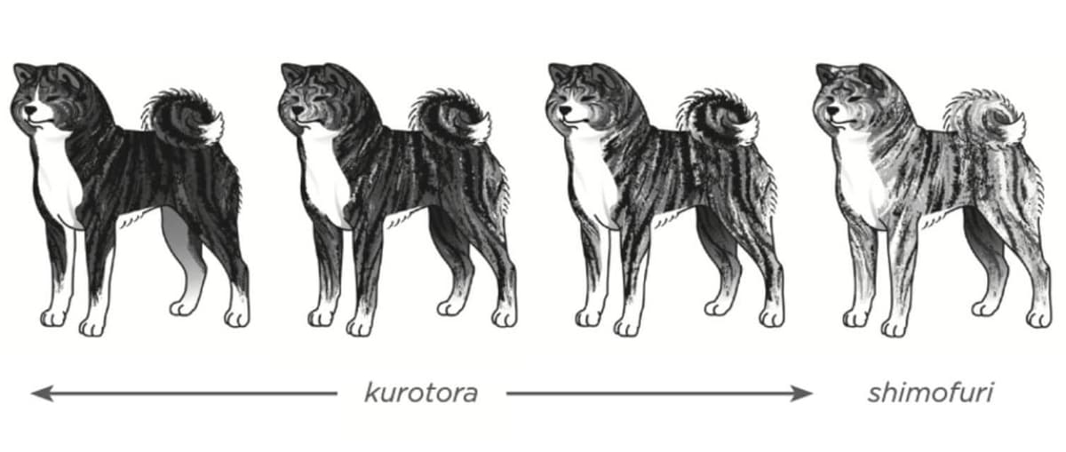 Japanese Akitainu