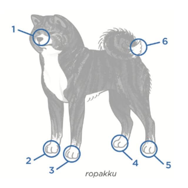 Japanese Akitainu