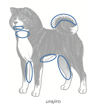 Japanese Akitainu